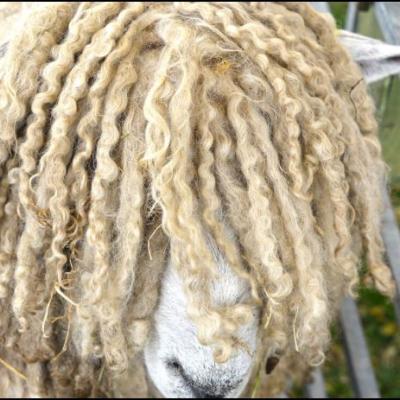 Longwool